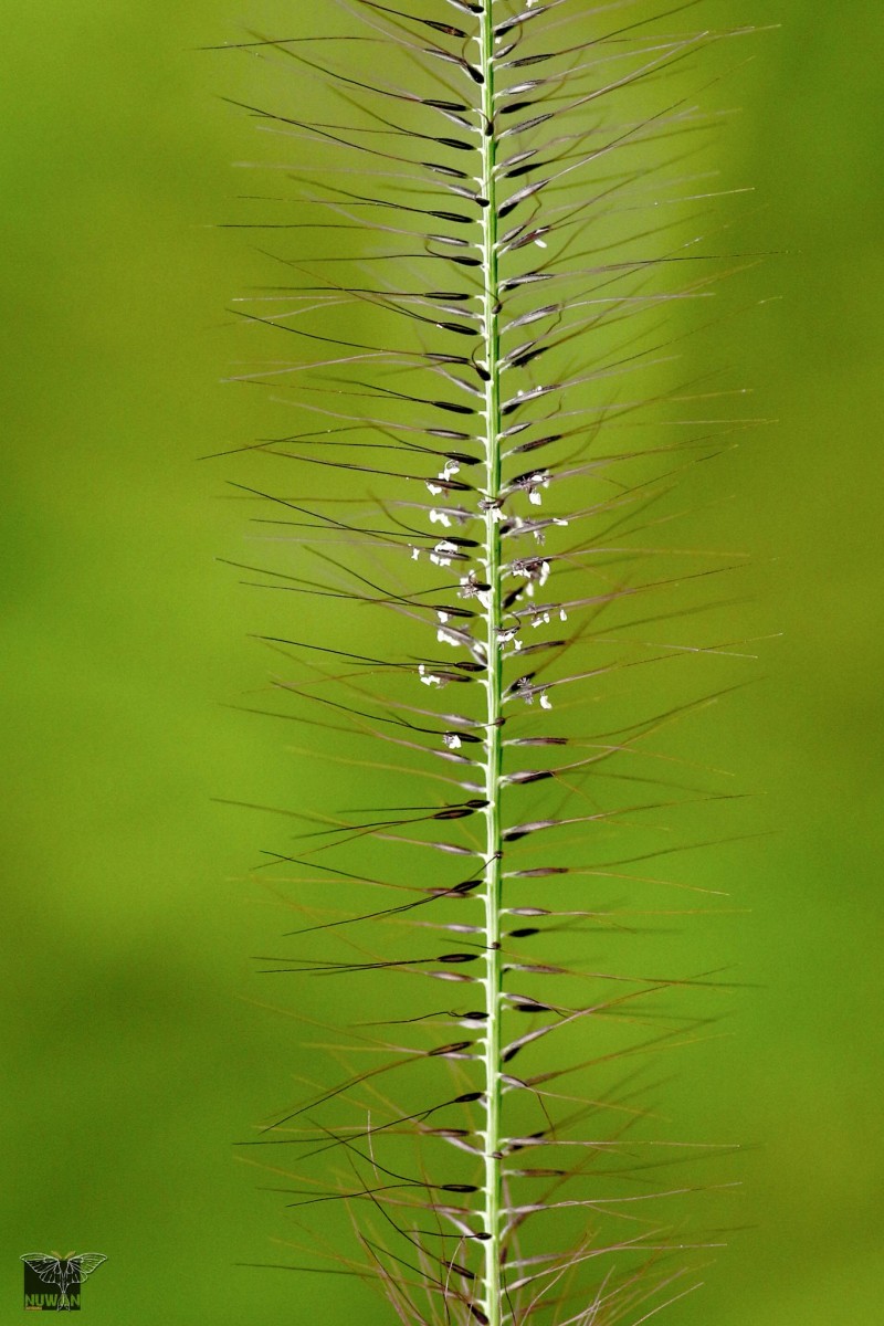 Perotis indica (L.) Kuntze